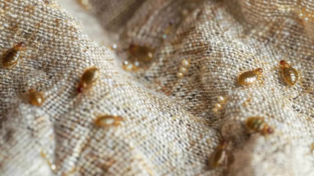 Czy pluskwy gryzą przez ubranie? Prawda o ukąszeniach i ochronie